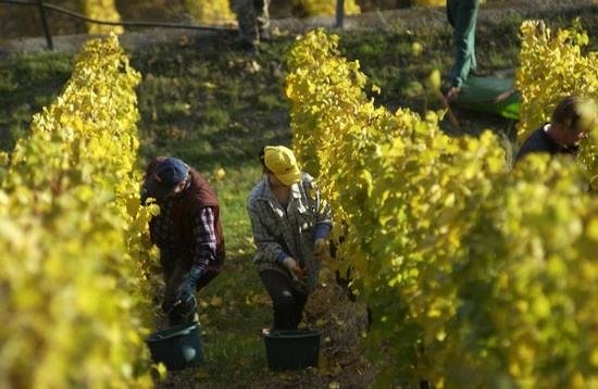 全球葡萄酒總產(chǎn)量下降8.2%，2018葡萄酒漲價(jià)已成定勢