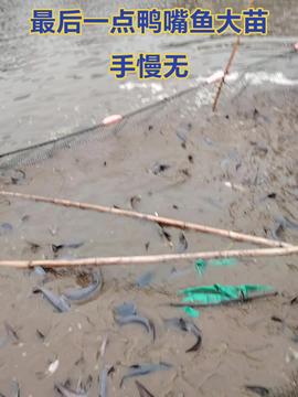 智叟漁業 融合科技創新與生態智慧，引領現代漁業新篇章