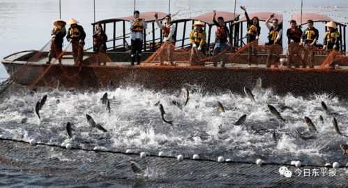 東平湖 探尋千島湖保水漁業與畜牧漁業飼料的生態協同之道