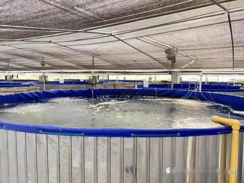 “堆”出生態池塘 一種水體自凈、病害可控的循環養殖新模式