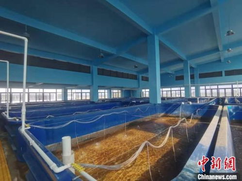 蝦苗谷破繭成蝶 文昌馮家灣轉型助推水產養殖綠色發展