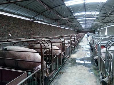 馬關縣 畜牧漁業飼料產業助力鞏固脫貧成效，打造優勢經濟新引擎